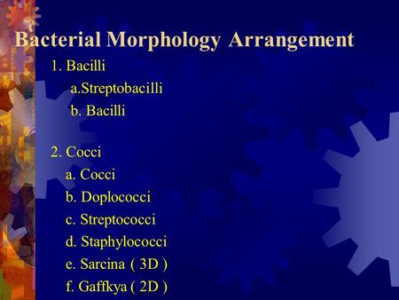 Bacterial Morphology Arrangement