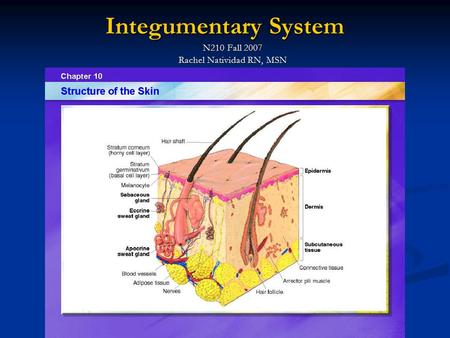 Integumentary System N210 Fall 2007 Rachel Natividad RN, MSN.