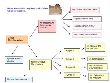 MYCOBACTERIA 2/2 M. leprae & Atypical