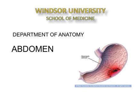 DEPARTMENT OF ANATOMY ABDOMEN. Esophagus The abdominal oesophagus The abdominal oesophagus measures approximately 1.25 cm in length. Phrenicoesophageal.