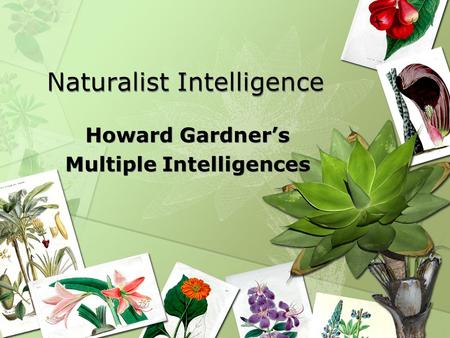 Naturalist Intelligence Howard Gardner’s Multiple Intelligences Howard Gardner’s Multiple Intelligences.