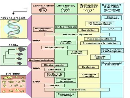 Nested Hierarchies, the Order of Nature: Carolus Linnaeus Swedish Naturalist Influenced by Aristotle’s “Great Chain of Being” Linnaeus’ Artificial System.