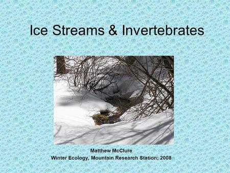 Ice Streams & Invertebrates Matthew McClure Winter Ecology, Mountain Research Station; 2008.