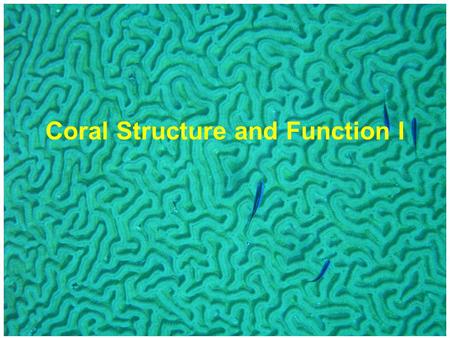 Coral Structure and Function I