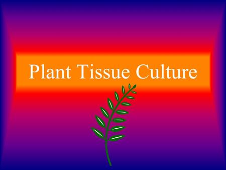 Plant Tissue Culture.