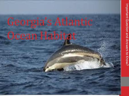 Georgia’s Atlantic Ocean Habitat