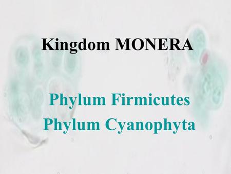 Phylum Firmicutes Phylum Cyanophyta