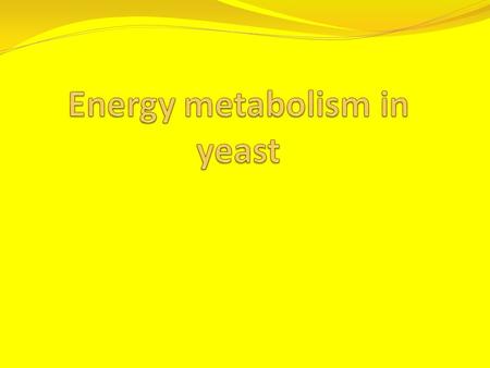 Yeast yeast (Saccharomyces cerevisiae). yeast is a living organism that requires a warm, moist environment and a food source to grow and thrive. unicellular,