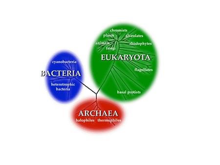 Prokaryote vs. Eukaryote