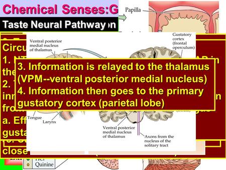 Exit BASIM ZWAIN LECTURE NOTES BASIM ZWAIN LECTURE NOTES Home Chemical Senses:Gustation Background Mechanism by which we can detect chemicals in both the.