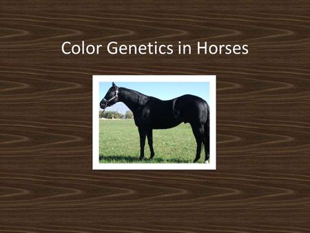 Color Genetics in Horses