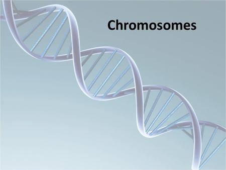 Chromosomes.