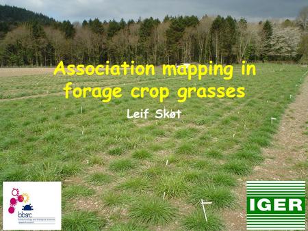 Association mapping in forage crop grasses Leif Skøt.