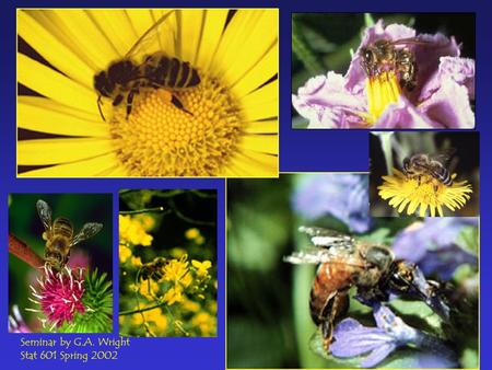 Seminar by G.A. Wright Stat 601 Spring 2002. While flying slowly in a patch of flowers, a bee may encounter an inflorescence every 0.14 s (Chittka et.