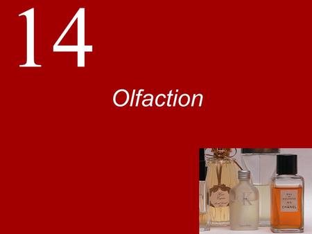 Olfaction.