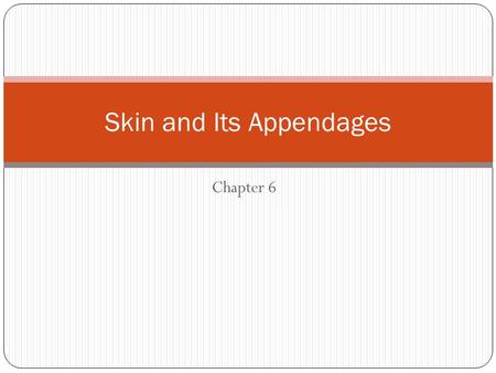 Chapter 6 Skin and Its Appendages. Integument Skin is the largest organ in the body. Makes up 16% of total body weight. Approximately 1.6-1.9 m2 in the.