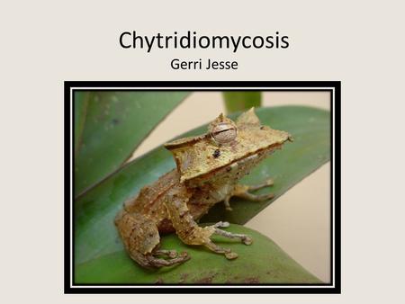 Chytridiomycosis Gerri Jesse