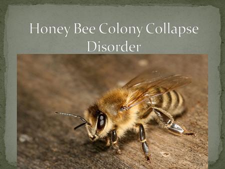 Population crashes have been common place since the 1980’s but have become disastrous since 2006, with 1/3 of honeybee colonies being lost each winter.