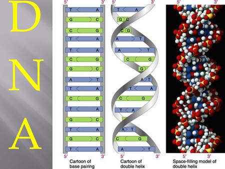 DNADNA.  1928  Brittish Biologist Frederick Griffith  Researches bacteria and mice.