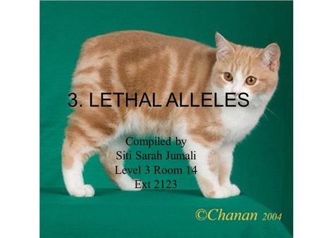 3. LETHAL ALLELES Compiled by Siti Sarah Jumali Level 3 Room 14 Ext 2123.