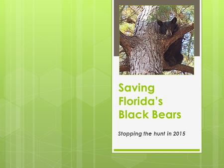 Saving Florida’s Black Bears Stopping the hunt in 2015.