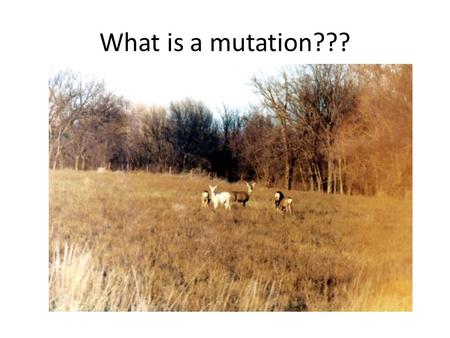 What is a mutation???.