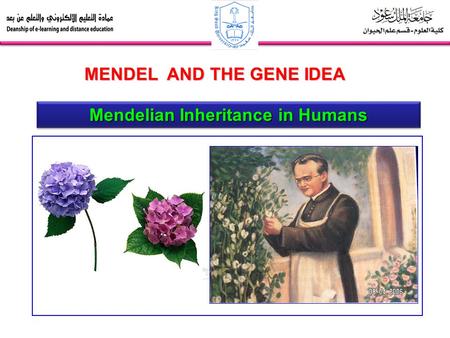 Mendelian Inheritance in Humans MENDEL AND THE GENE IDEA.