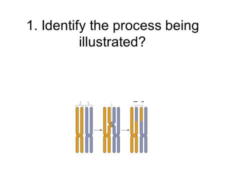 1. Identify the process being illustrated?