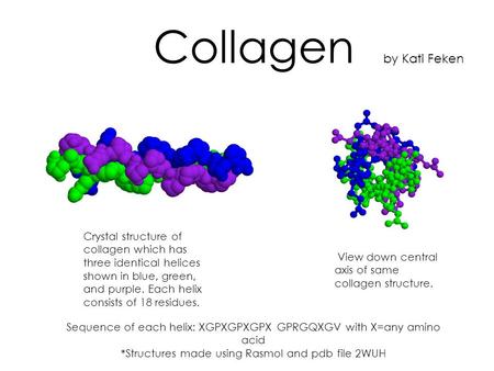 Collagen by Kati Feken Crystal structure of collagen which has three identical helices shown in blue, green, and purple. Each helix consists of 18 residues.