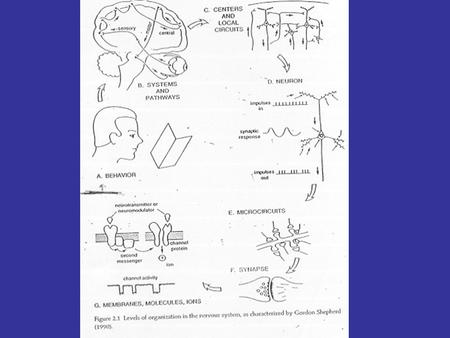 Overview Course introduction Neural Processing: Basic Issues