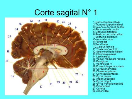 Corte sagital N° 1 1.Genu corporis callosi 2.Truncus corporis callosi 3.Splenium corporis callosi 4.Pars ventralis pontis 5.Medulla oblongata 6.Rostrum.