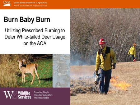 Burn Baby Burn Utilizing Prescribed Burning to Deter White-tailed Deer Usage on the AOA.