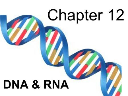 Chapter 12 DNA & RNA.