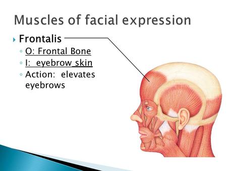 Muscles of facial expression