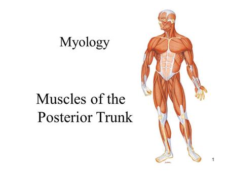 Muscles of the Posterior Trunk