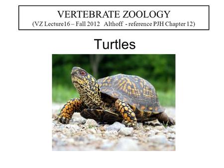 Turtles VERTEBRATE ZOOLOGY (VZ Lecture16 – Fall 2012 Althoff - reference PJH Chapter 12)