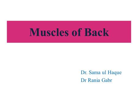 Muscles of Back Dr. Sama ul Haque Dr Rania Gabr.