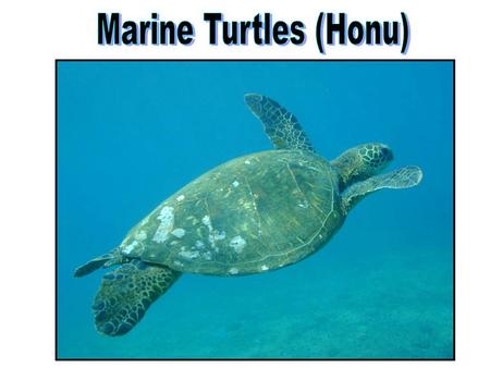 Marine turtle Marine Reptiles Marine iguana Sea snake Saltwater crocodile Some reinvaded the oceans, but still breathe air: Turtles (Order Chelonia) Snakes.