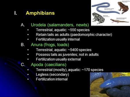 I. I.Amphibians A. A.Urodela (salamanders, newts) Terrestrial, aquatic: ~550 species Retain tails as adults (paedomorphic character) Fertilization usually.