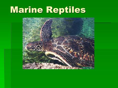 Marine Reptiles.