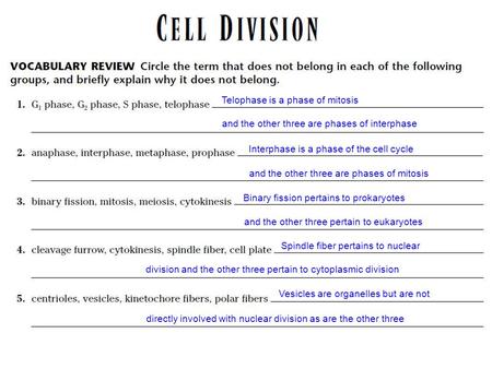 Telophase is a phase of mitosis