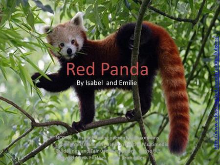 Red Panda By Isabel and Emilie NOTICE: The following presentation contains copyrighted materials used under the Multimedia Guidelines and Fair use exemptions.