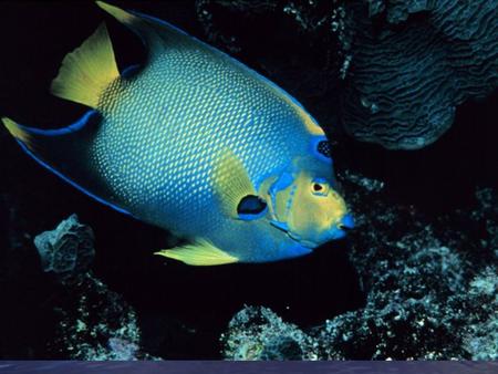 Coral/algal Reefs II What forces maintain reef diversity?