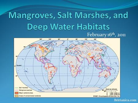 February 16 th, 2011 Brittanica.com. Mangrove Swamps Also known as tidal forests Have received inadequate attention until recent years.