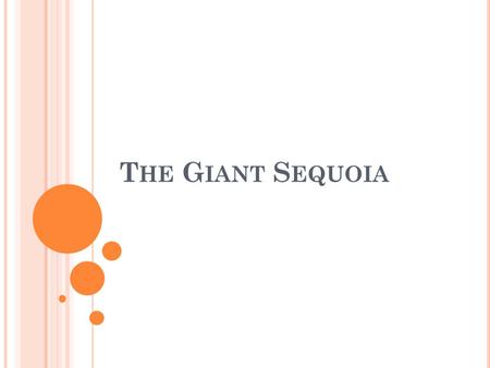 T HE G IANT S EQUOIA. W ALK IN THE SEQUOIA WOODS AT ANY TIME OF YEAR AND YOU WILL SAY THEY ARE THE MOST BEAUTIFUL AND MAJESTIC ON EARTH. B EAUTIFUL AND.