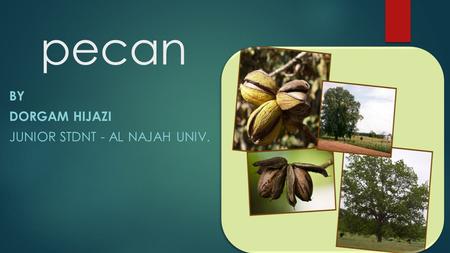 Pecan BY DORGAM HIJAZI JUNIOR STDNT - AL NAJAH UNIV.