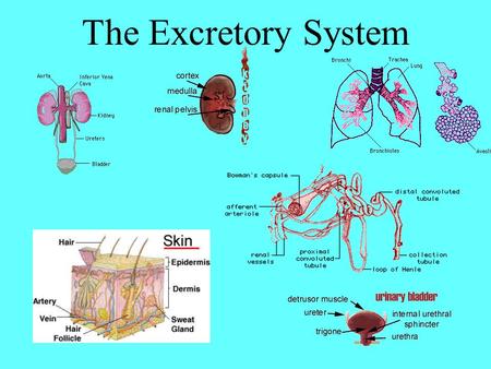 The Excretory System.