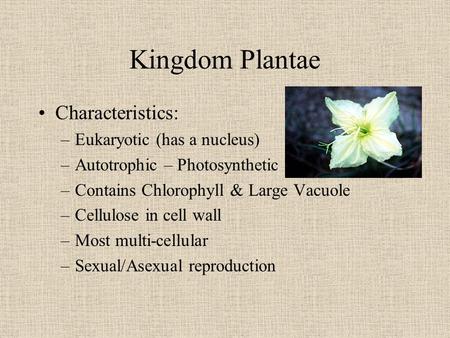 Kingdom Plantae Characteristics: Eukaryotic (has a nucleus)