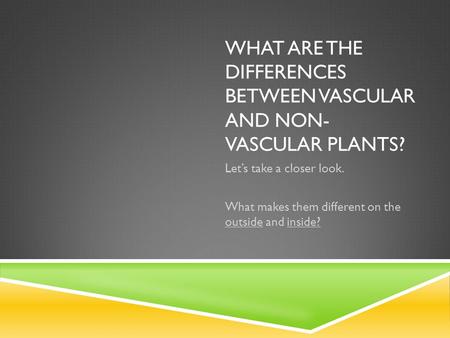 WHAT ARE THE DIFFERENCES BETWEEN VASCULAR AND NON- VASCULAR PLANTS? Let’s take a closer look. What makes them different on the outside and inside?