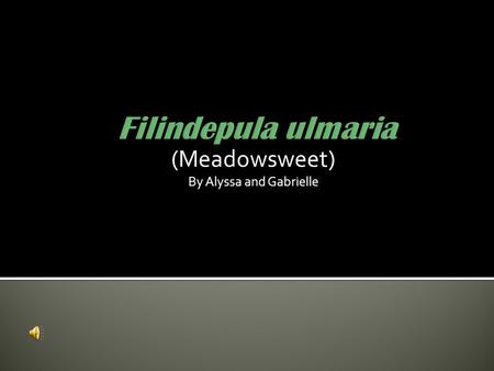 (Meadowsweet) By Alyssa and Gabrielle.  A tall perennial plant that grows in damp and marshy places  Flowers: tiny, creamy-white, sweet-smelling, in.